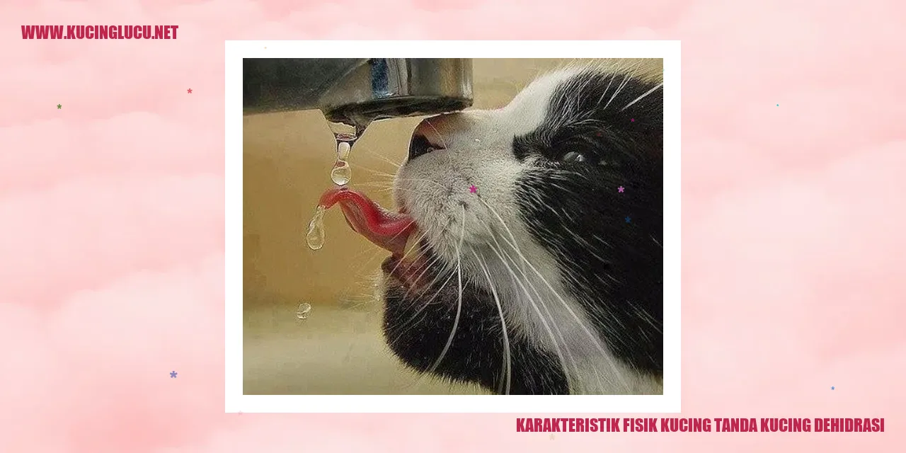 Karakteristik Fisik Kucing tanda kucing dehidrasi