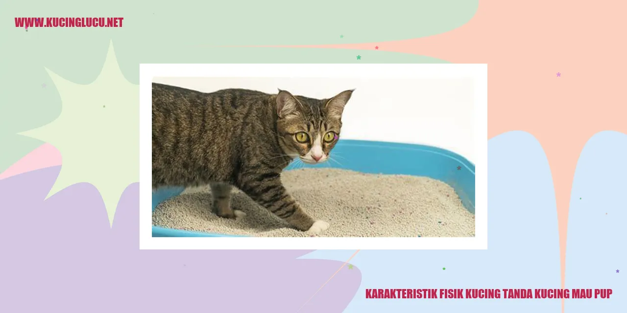 gambar kucing pup