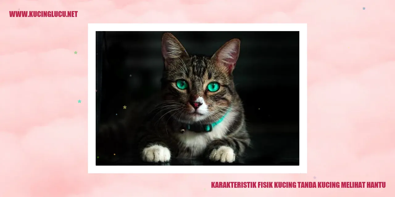 Karakteristik Fisik Kucing