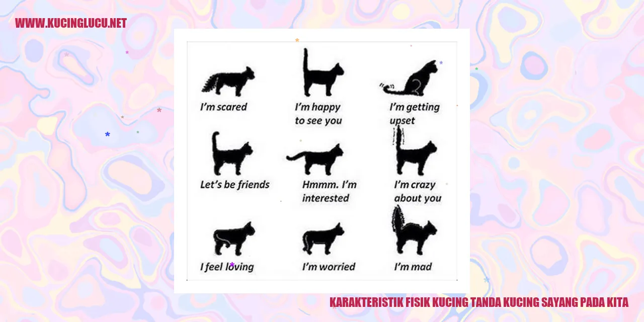 Karakteristik Fisik Kucing
