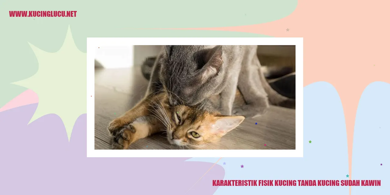 Karakteristik Fisik Kucing tanda kucing sudah kawin