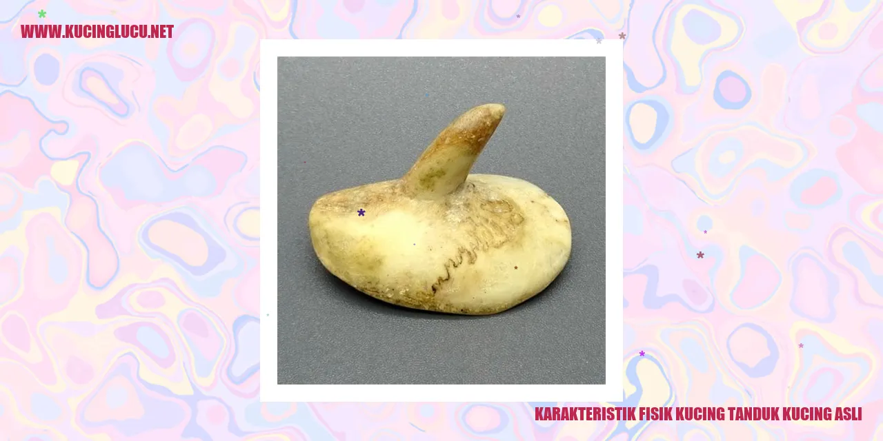 Karakteristik Fisik Kucing tanduk kucing asli