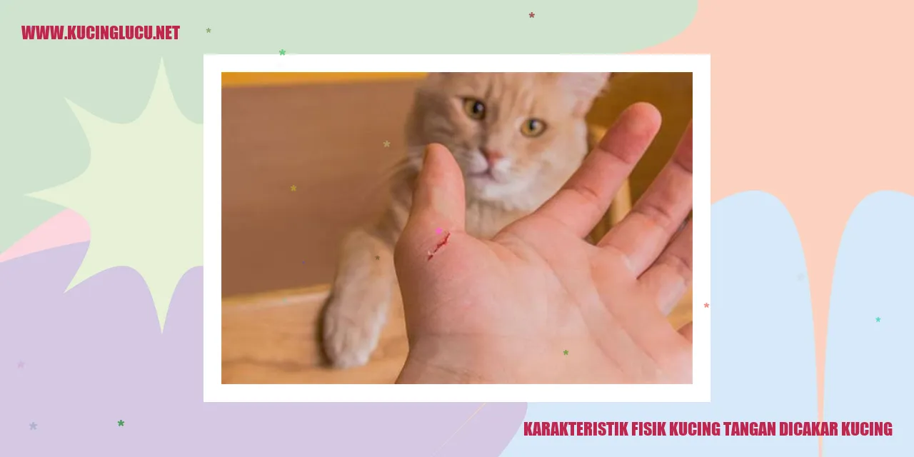 Karakteristik Fisik Kucing tangan dicakar kucing