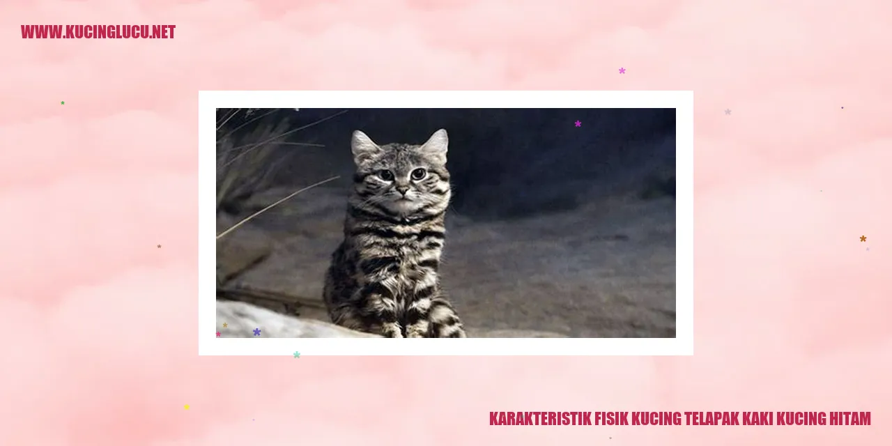 Kucing Hitam