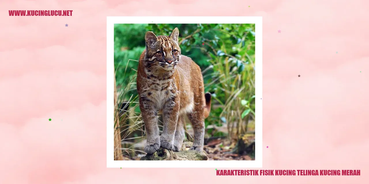 Gambar Kucing Telinga Merah