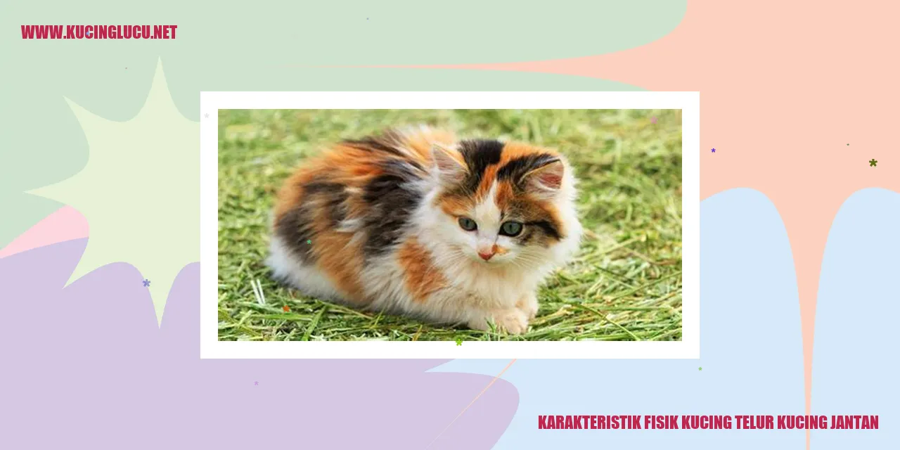 Karakteristik Fisik Kucing Jantan