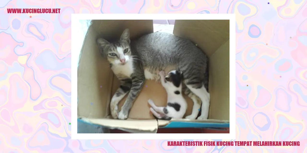 Karakteristik Fisik Kucing tempat melahirkan kucing