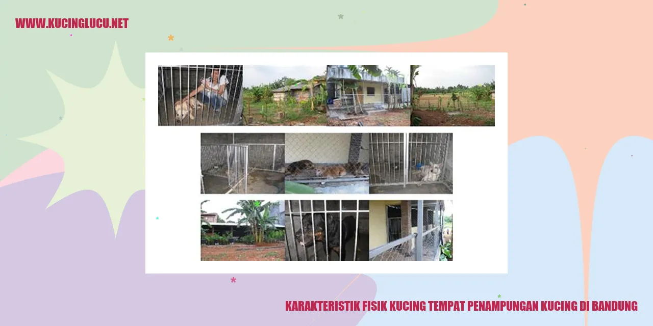 Kucing di Penampungan Kucing