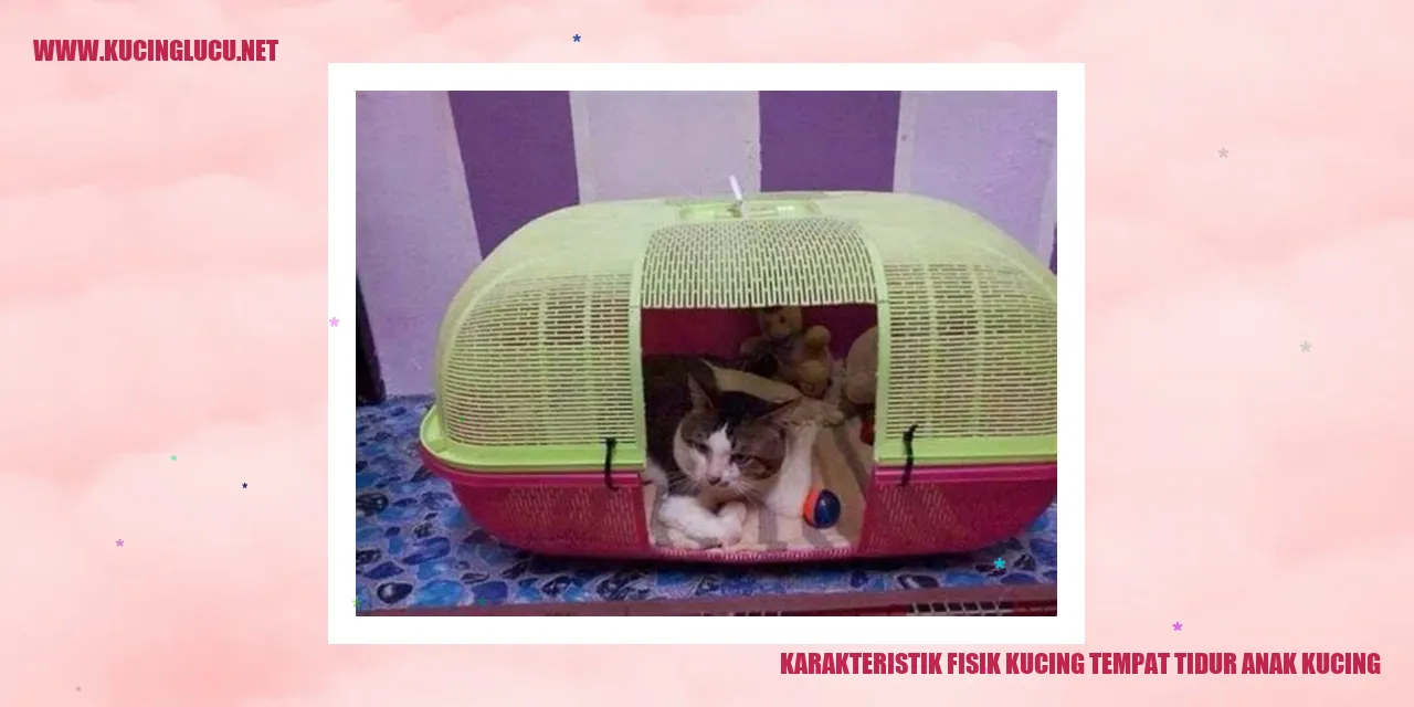 Gambar kucing tidur