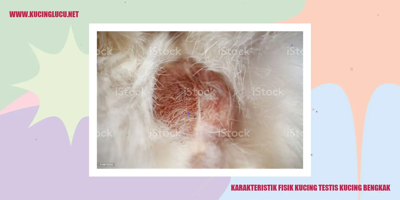 Kucing dengan Testis Bengkak