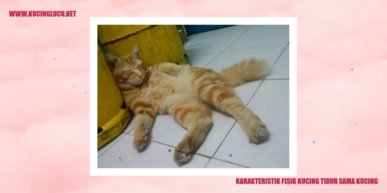 Gambar Kucing Tidur