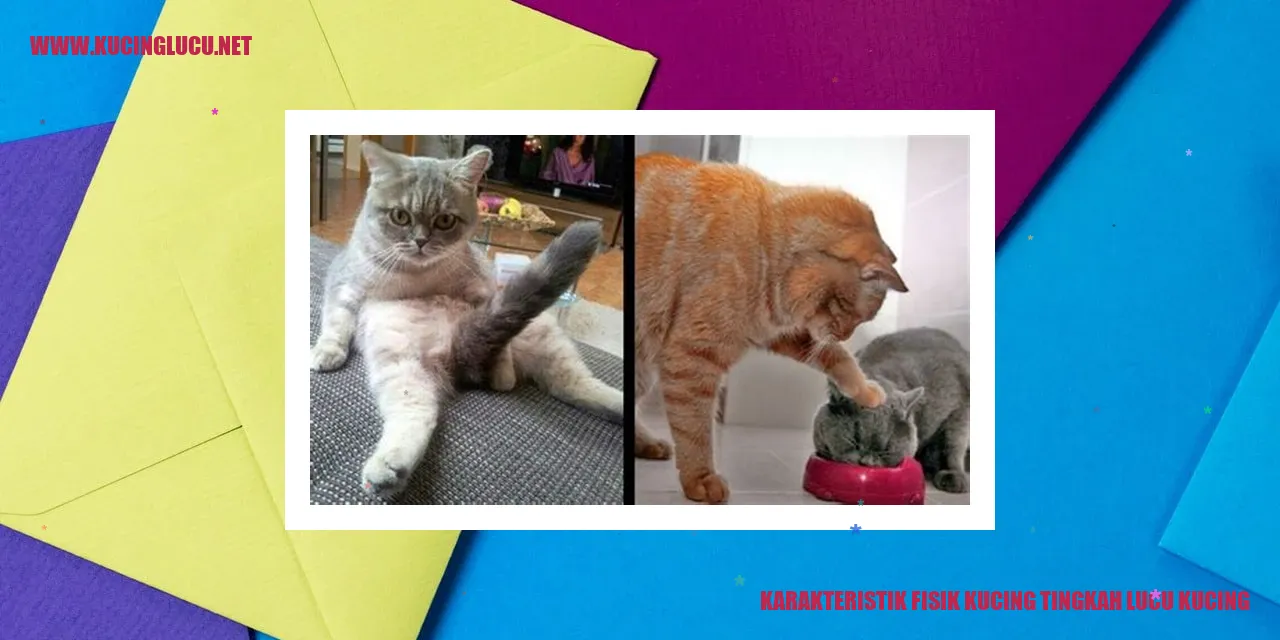 Kucing Lucu