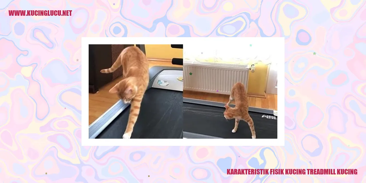 Gambar Kucing Treadmill