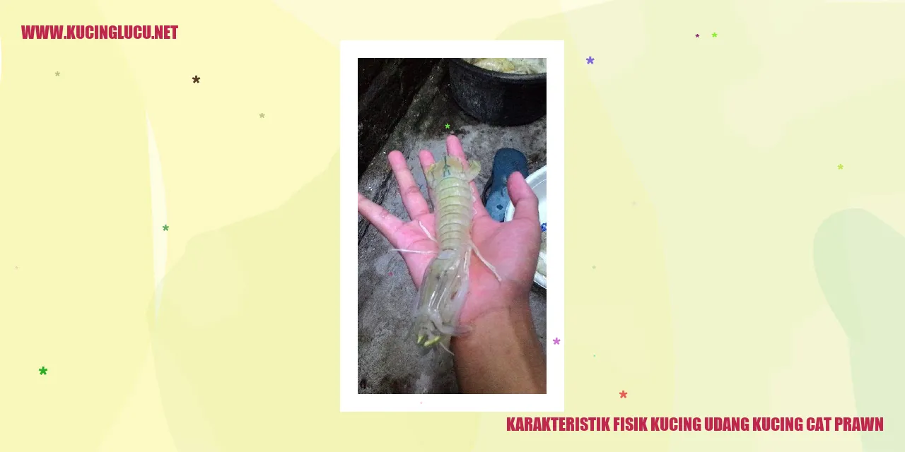 Karakteristik Fisik Kucing Udang