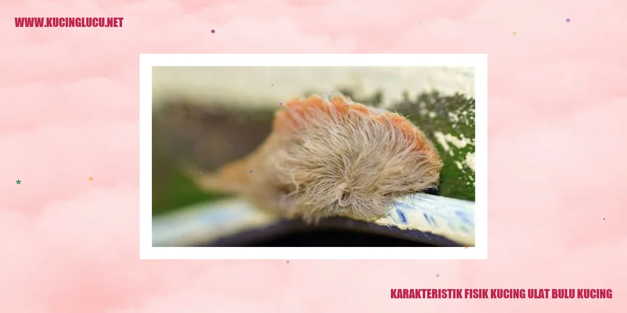 Karakteristik Fisik Kucing Ulat Bulu Kucing