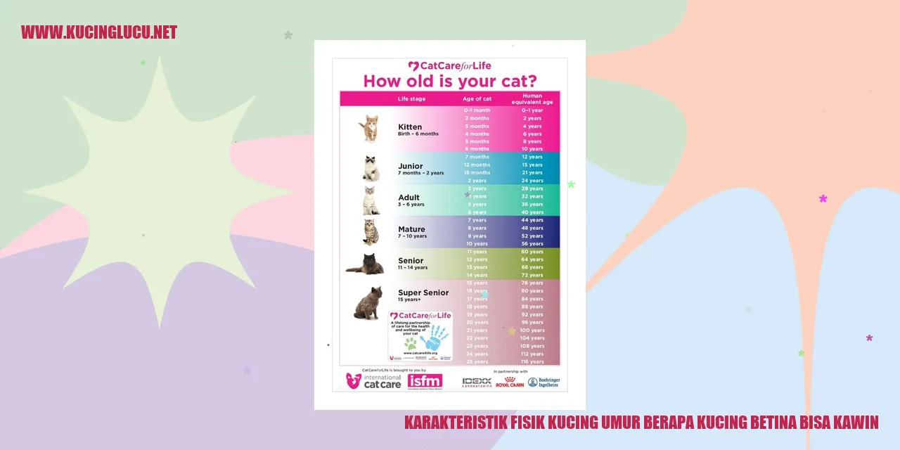 Karakteristik Fisik Kucing