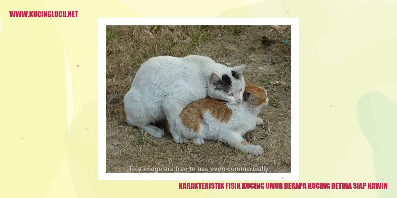 Kucing