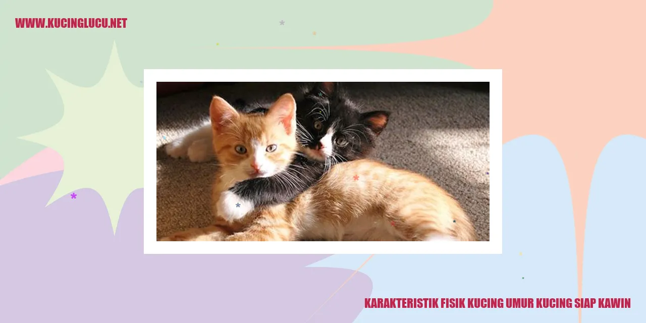 Gambar Kucing Siap Kawin