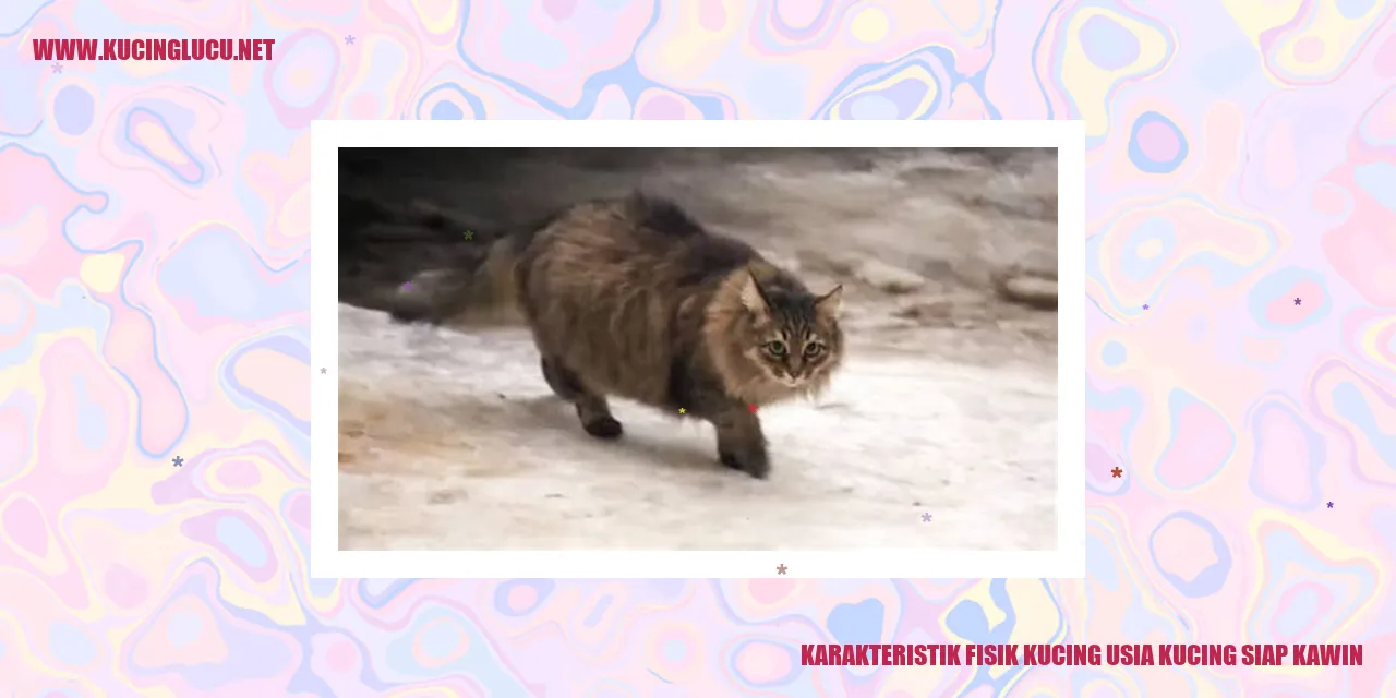 Karakteristik Fisik Kucing Usia Siap Kawin