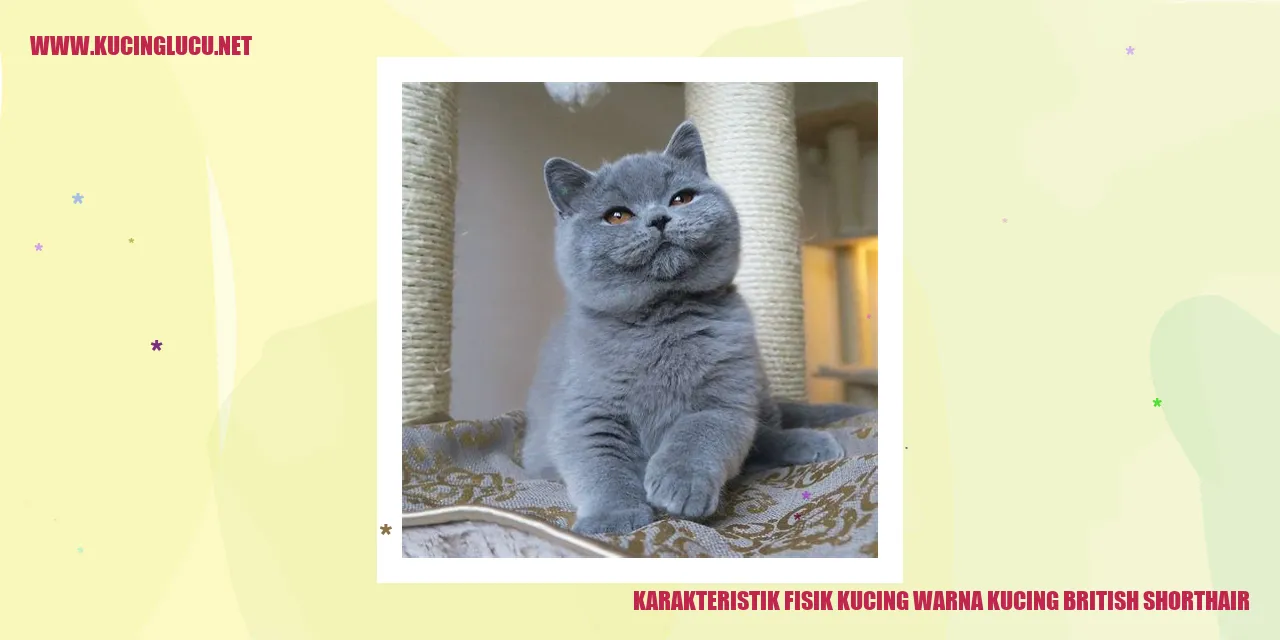 Kucing British Shorthair