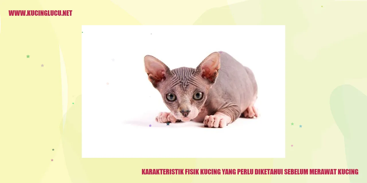 Karakteristik Fisik Kucing