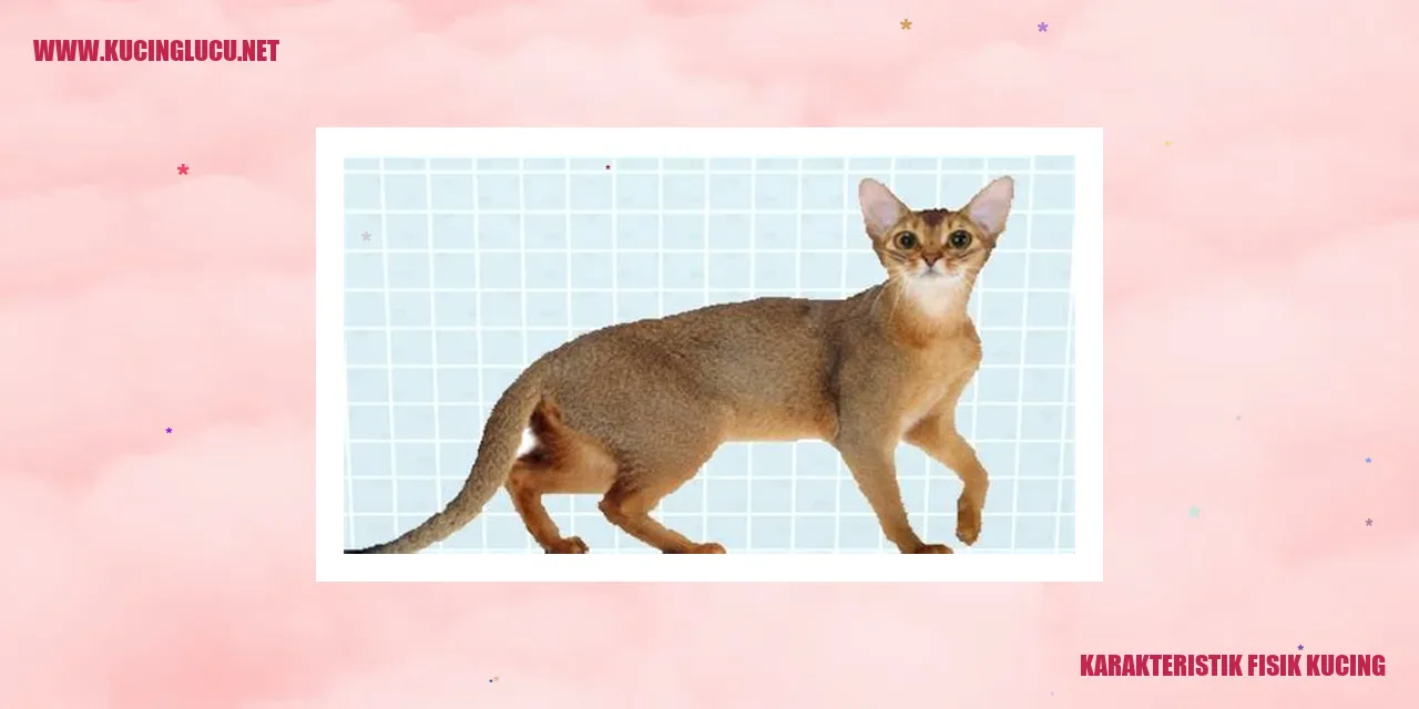 Gambar Kucing