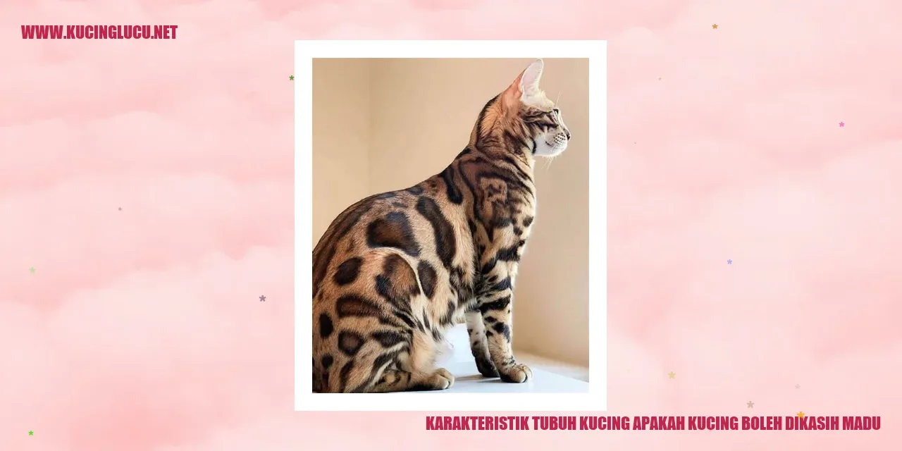 Karakteristik Tubuh Kucing