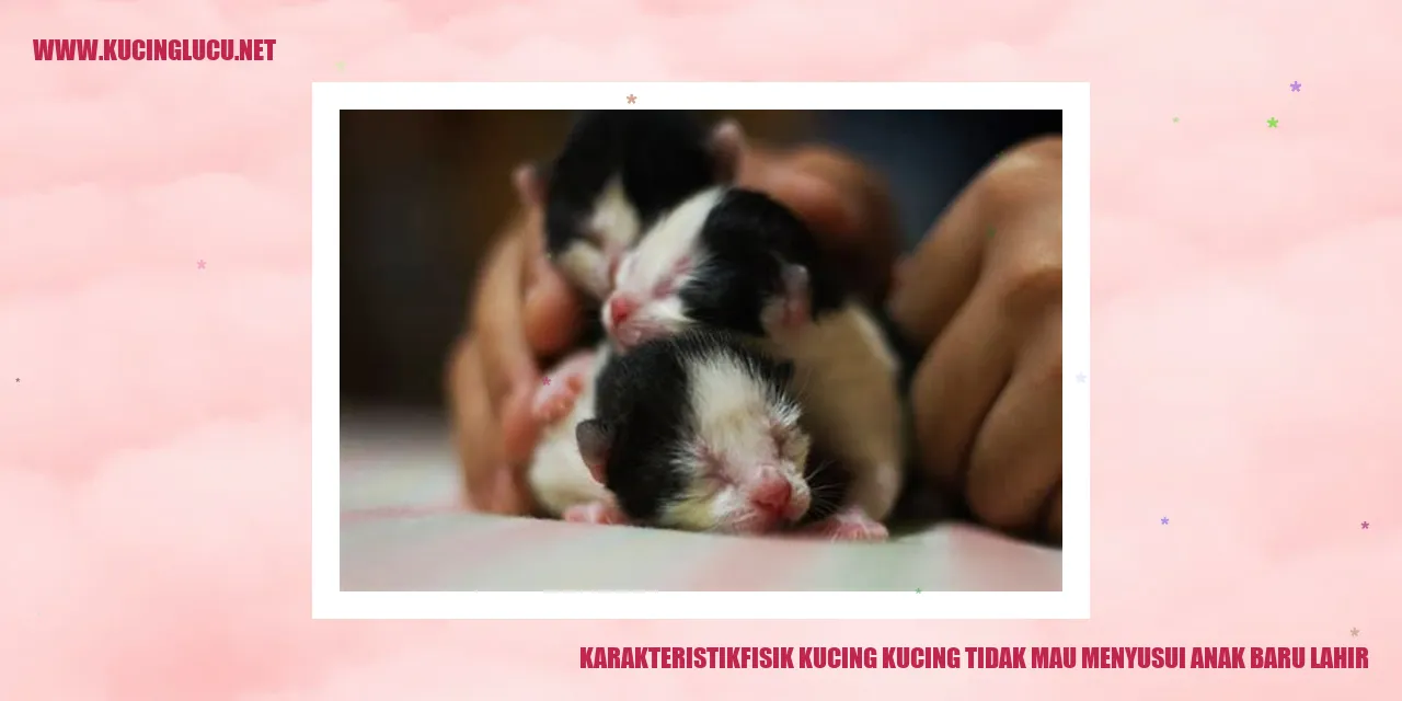 Karakteristik Fisik Kucing
