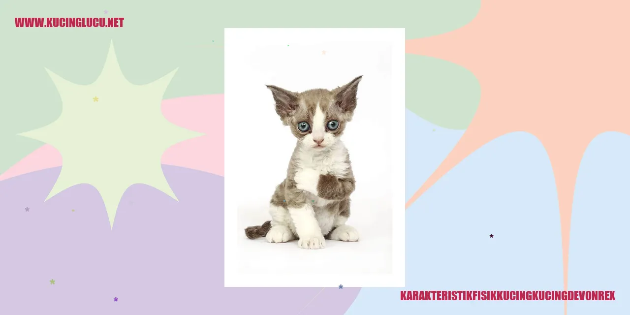Kucing Devon Rex