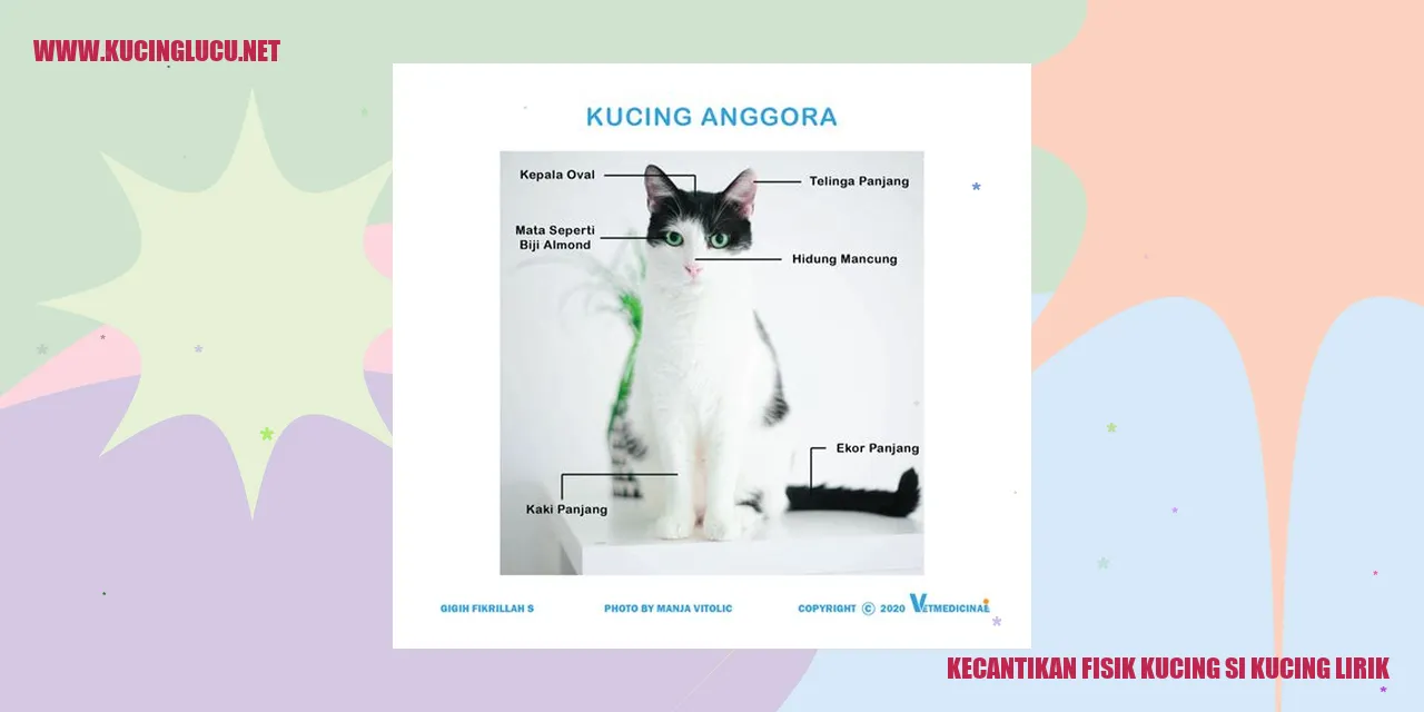Kecantikan Fisik Kucing Si Kucing Lirik