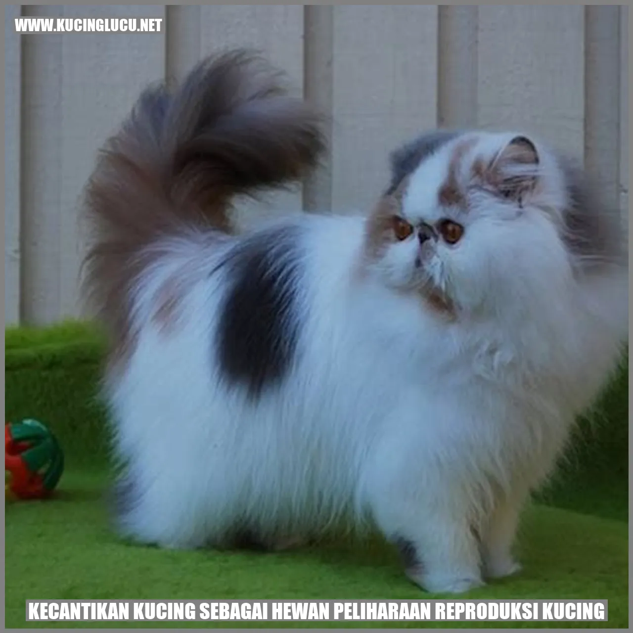Kucing yang Cantik