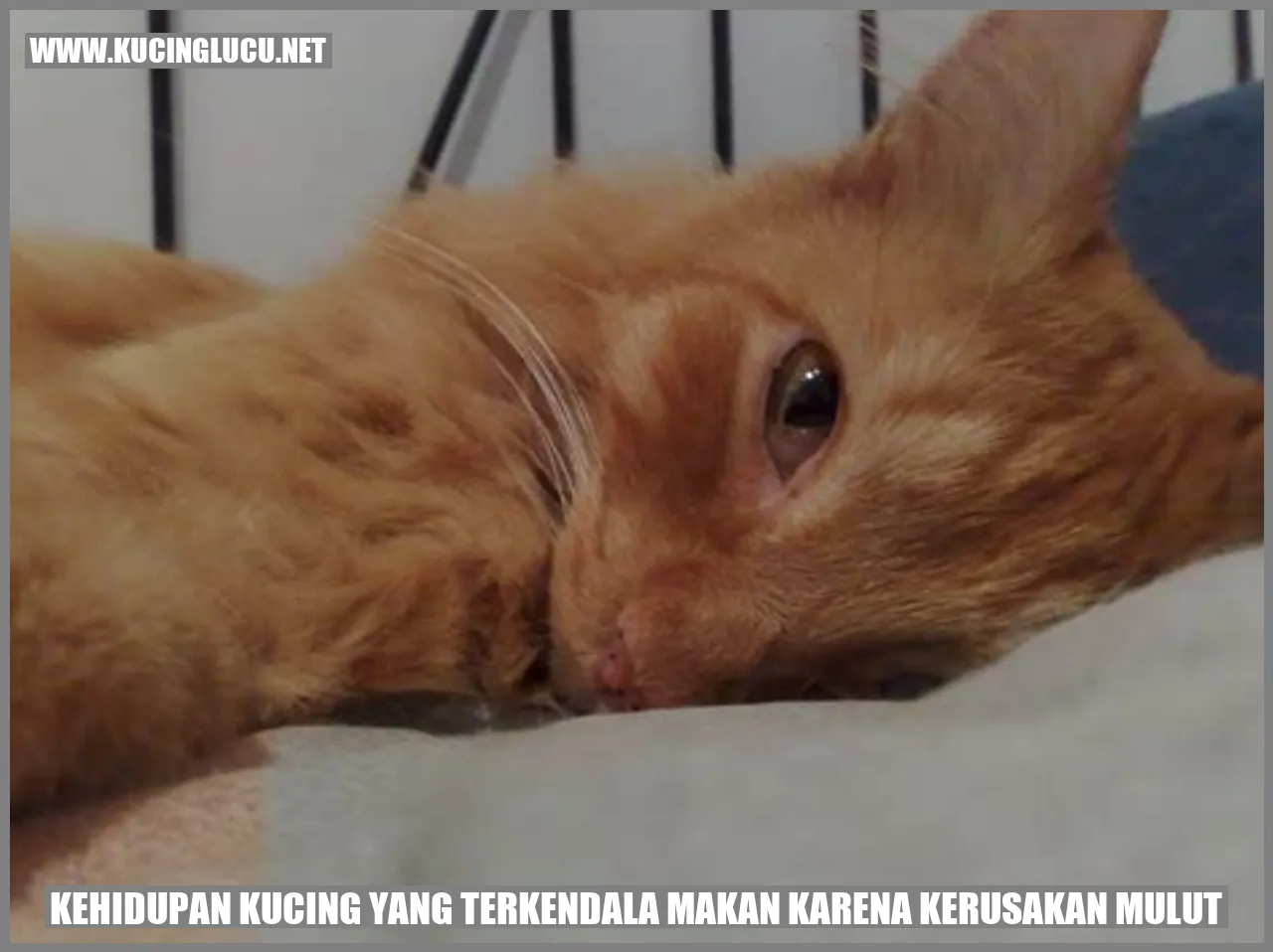 Kucing Menghadapi Kesulitan dengan Mulutnya
