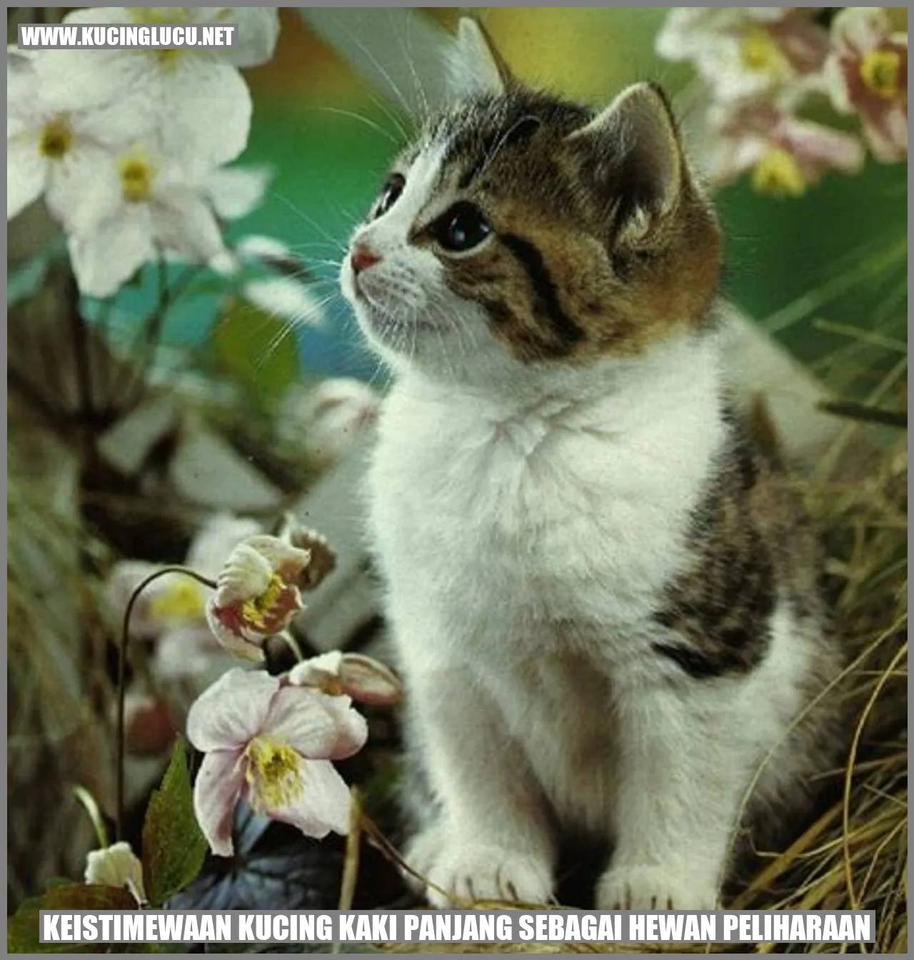 Kucing Kaki Panjang