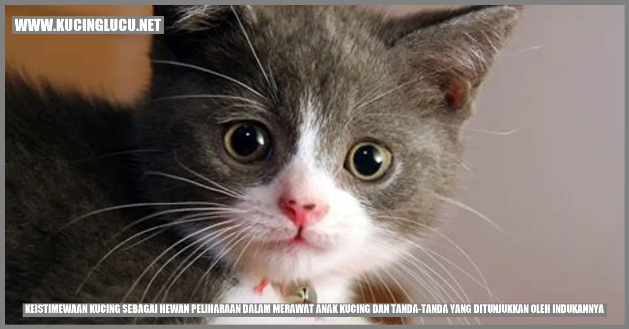 Gambar Kucing