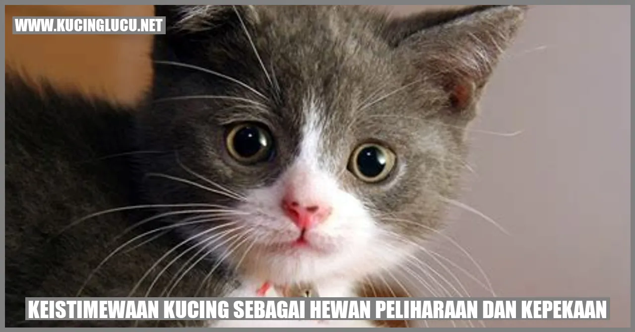 Keistimewaan Kucing sebagai Hewan Peliharaan dan Kepekaan