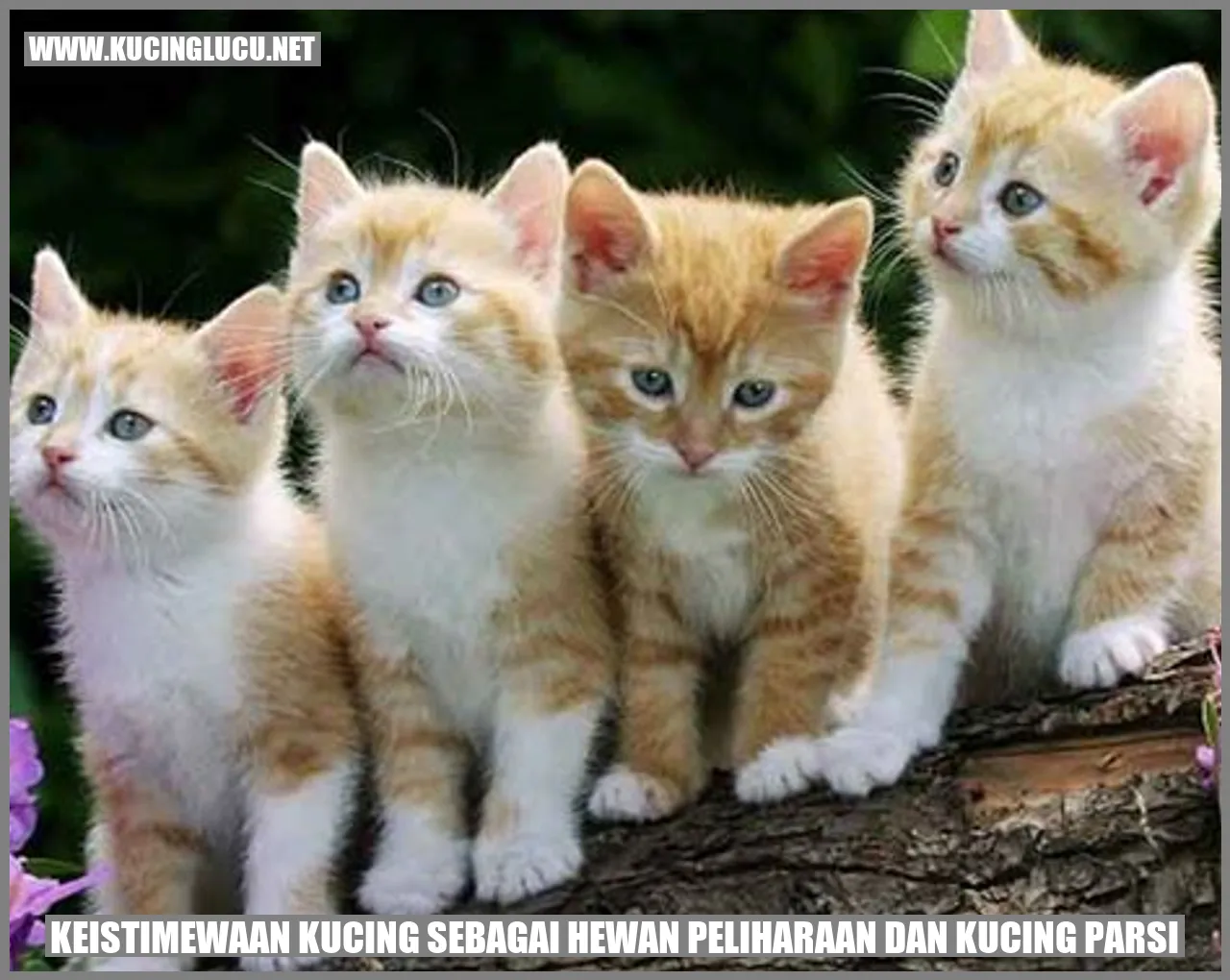 Keistimewaan Kucing sebagai Hewan Peliharaan dan Kucing Parsi