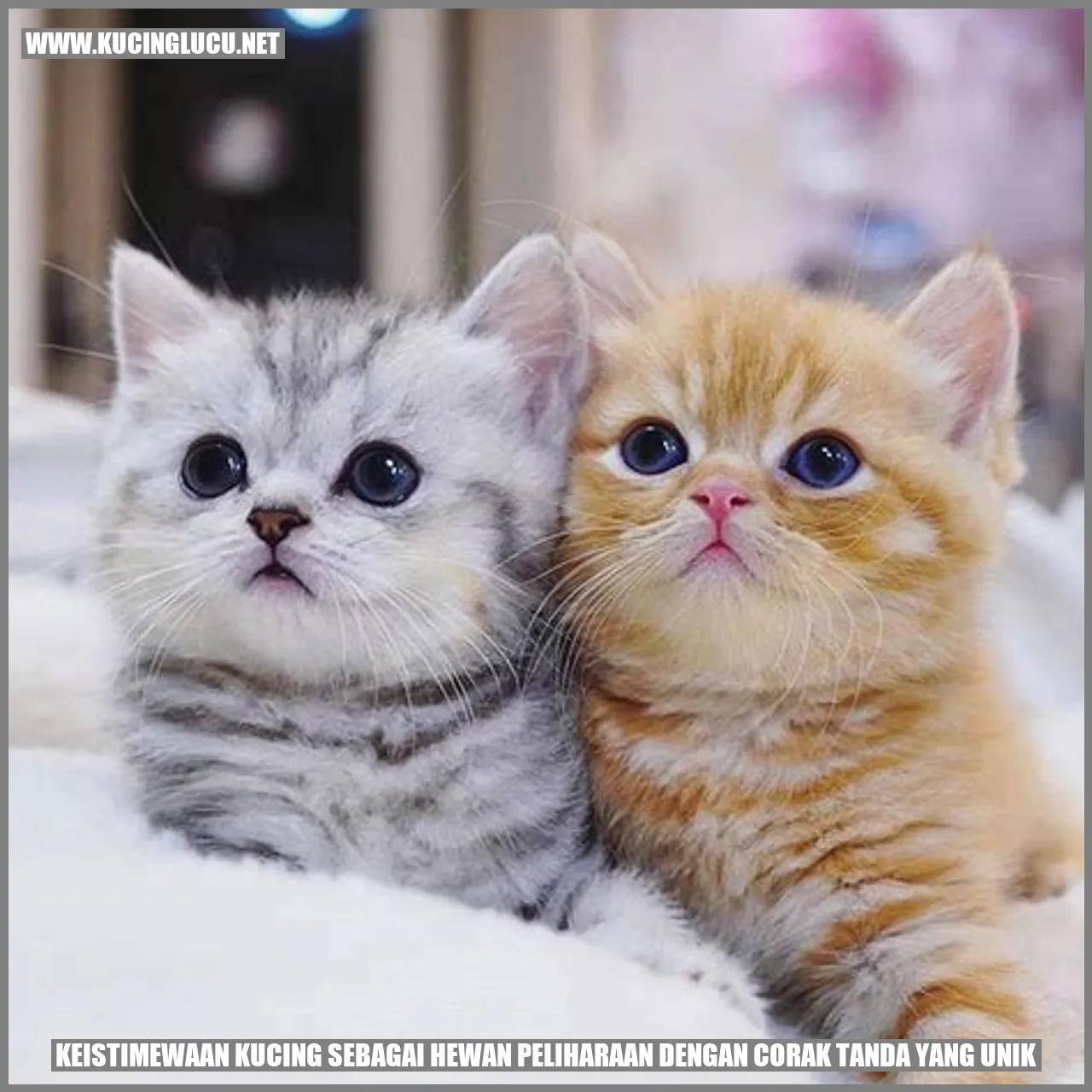 Kucing dengan corak tanda unik