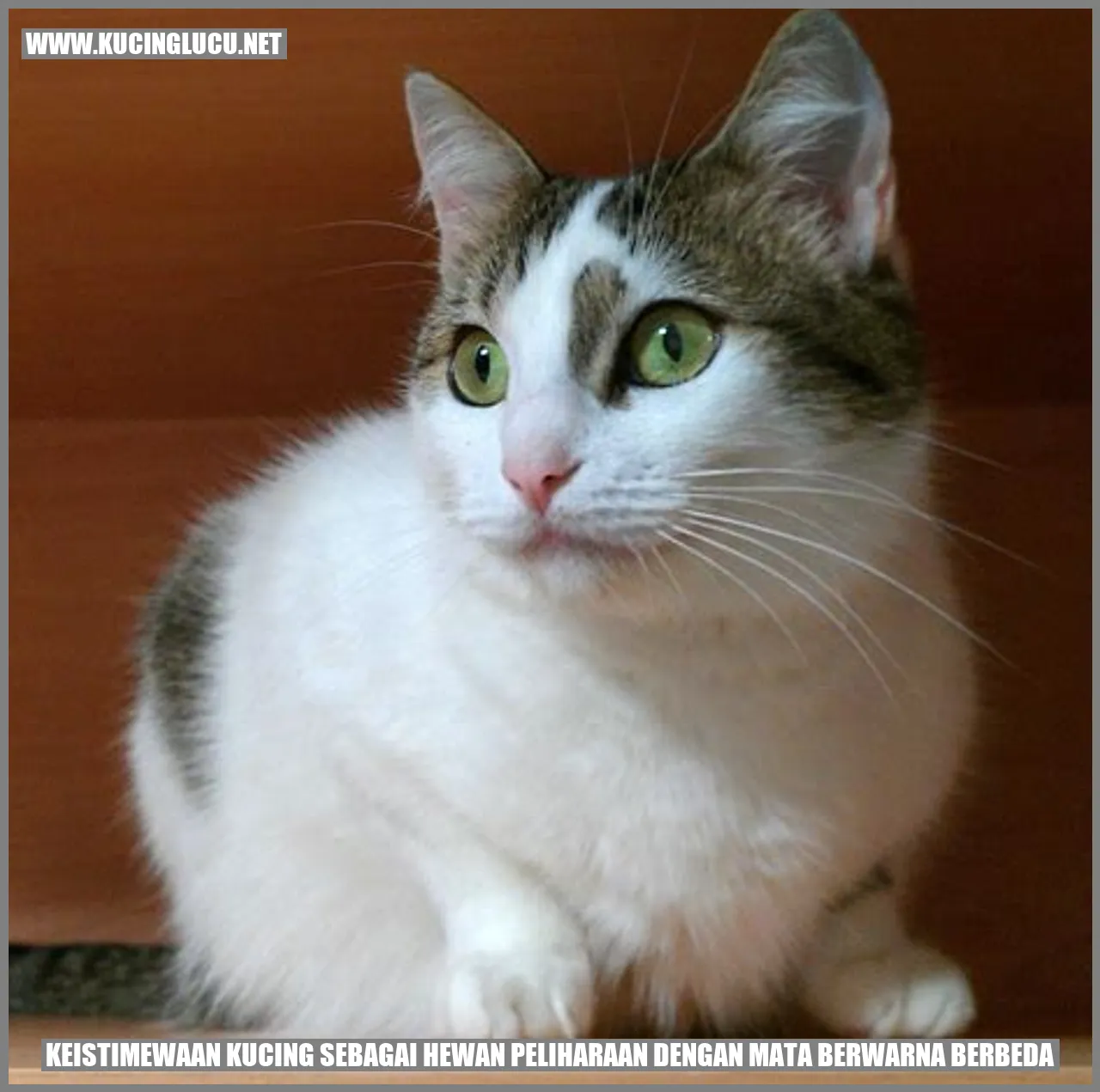 Gambar kucing dengan mata berwarna berbeda