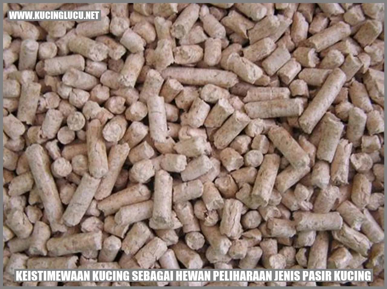 Foto Kucing