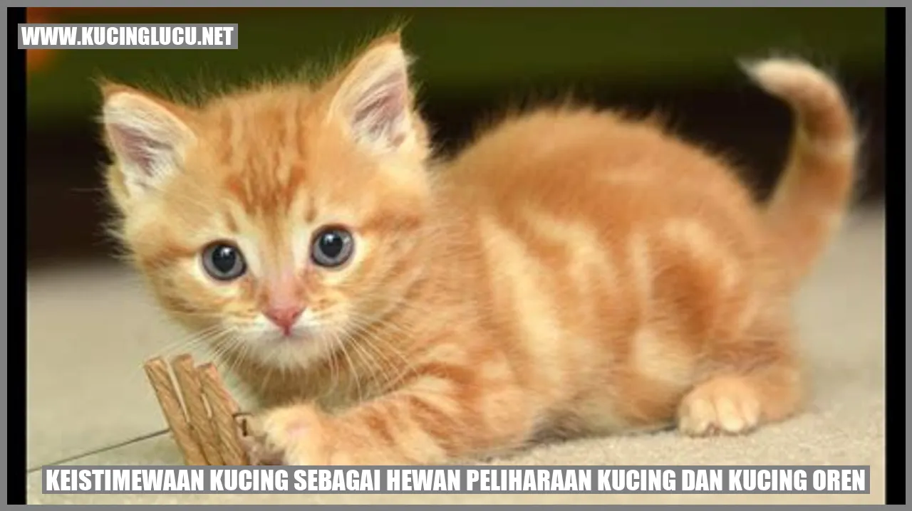 gambar kucing oren