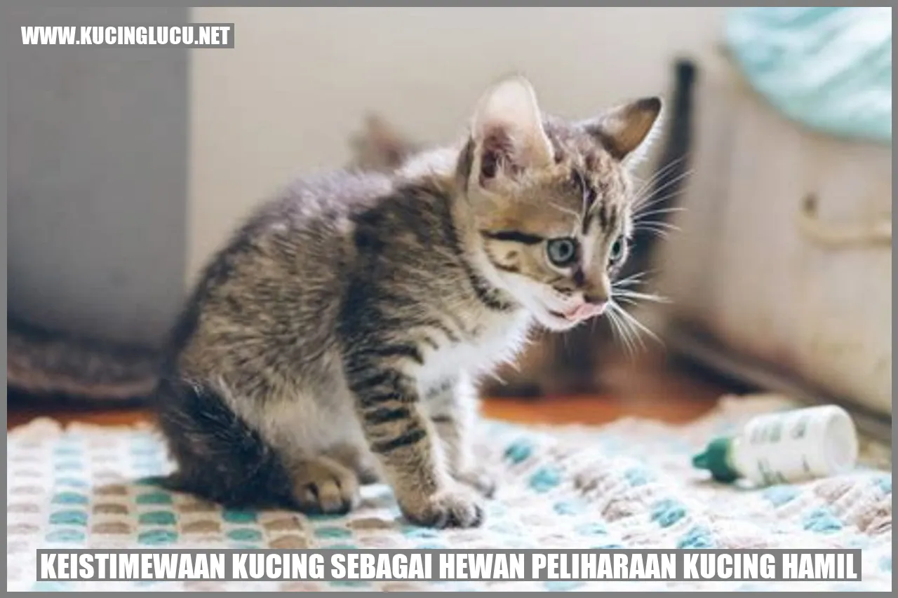 Kucing sebagai hewan peliharaan yang istimewa saat sedang hamil