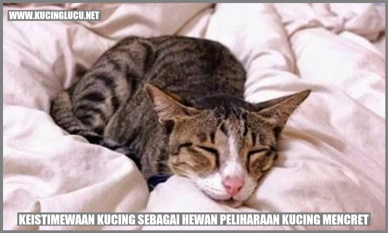 Keistimewaan Kucing sebagai Hewan Peliharaan