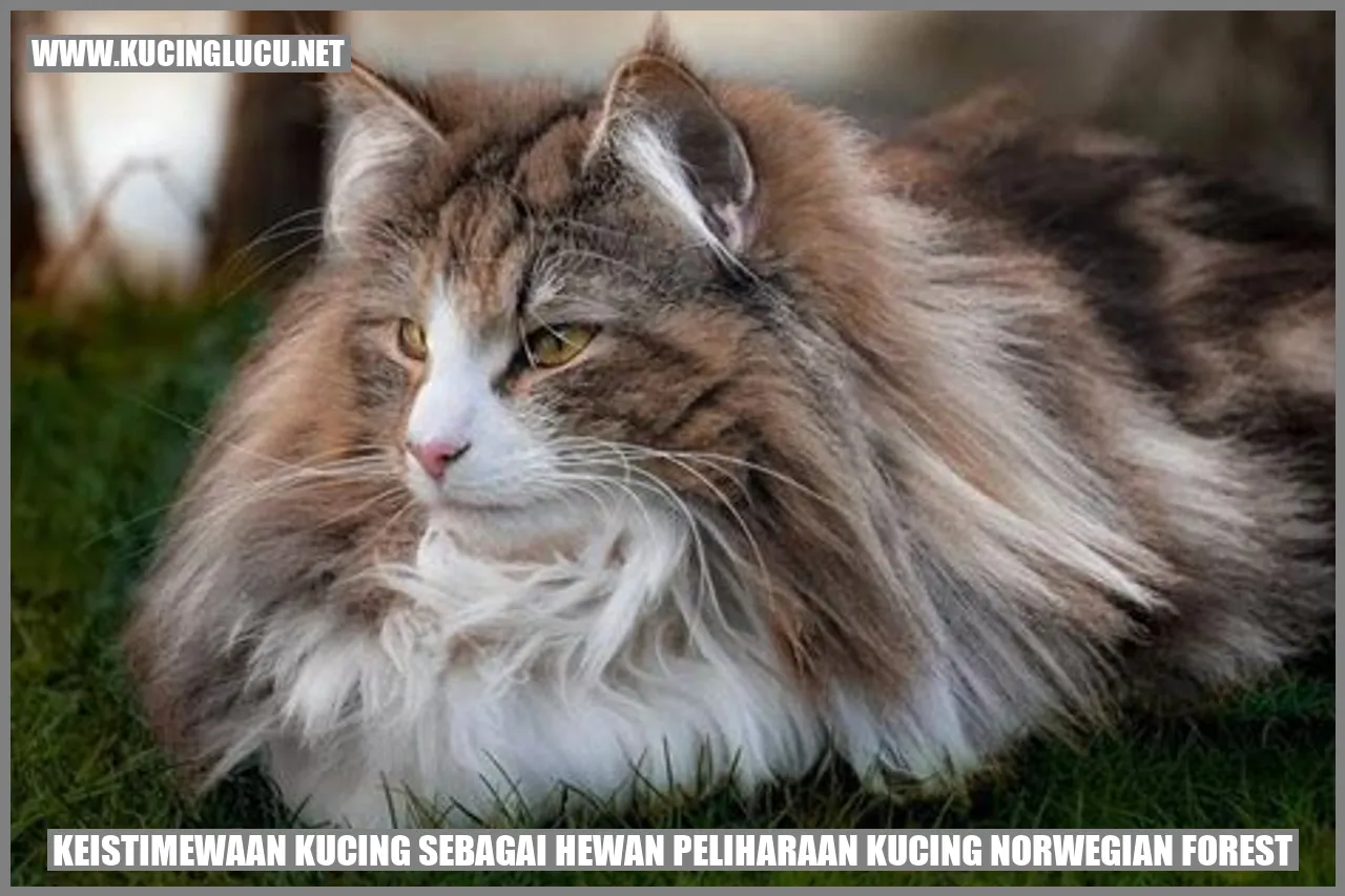 Keistimewaan Kucing sebagai Hewan Peliharaan Kucing Norwegian Forest