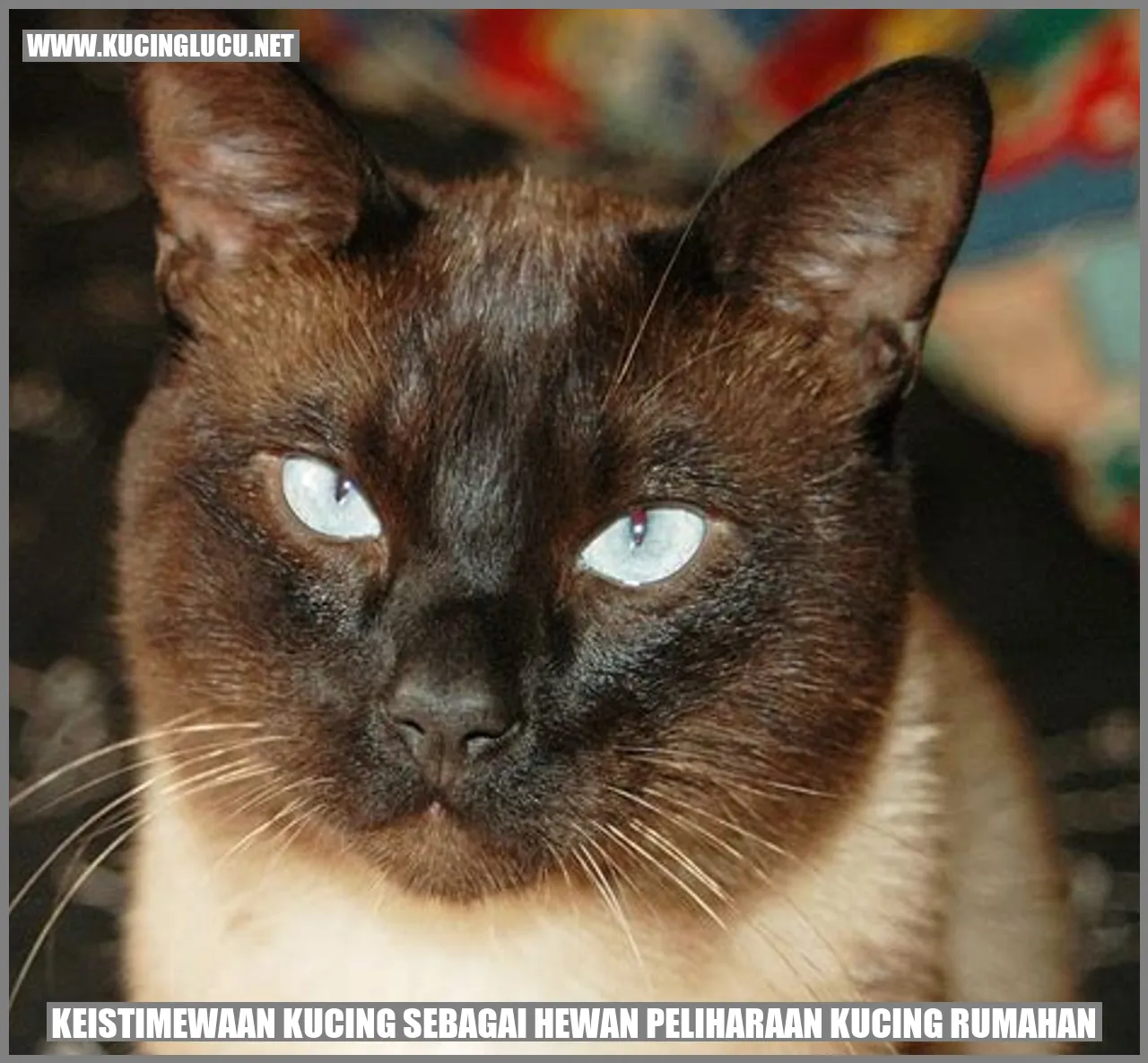 Keistimewaan Kucing sebagai Hewan Peliharaan Kucing rumahan