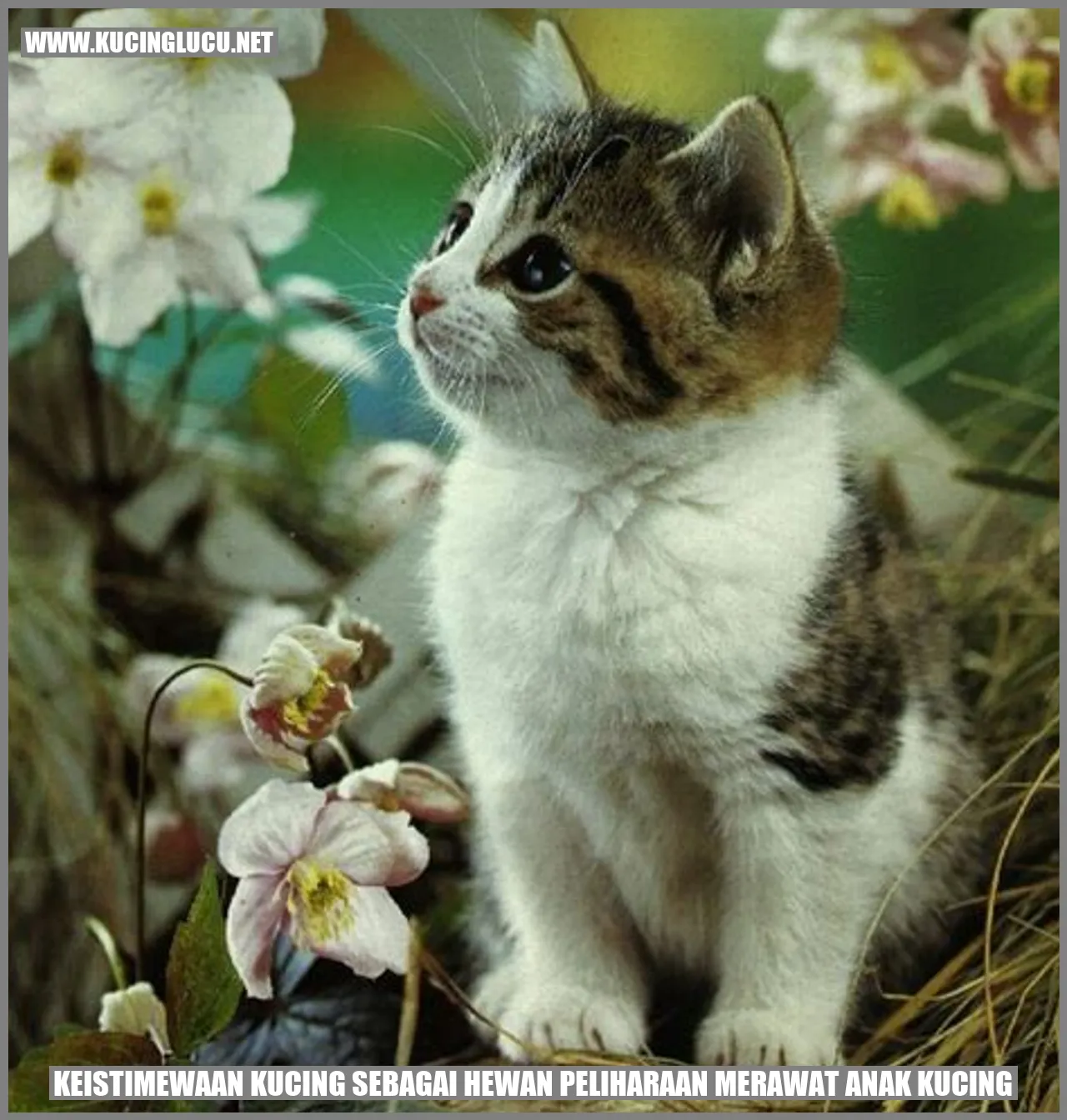 Kucing yang merawat anak kucing