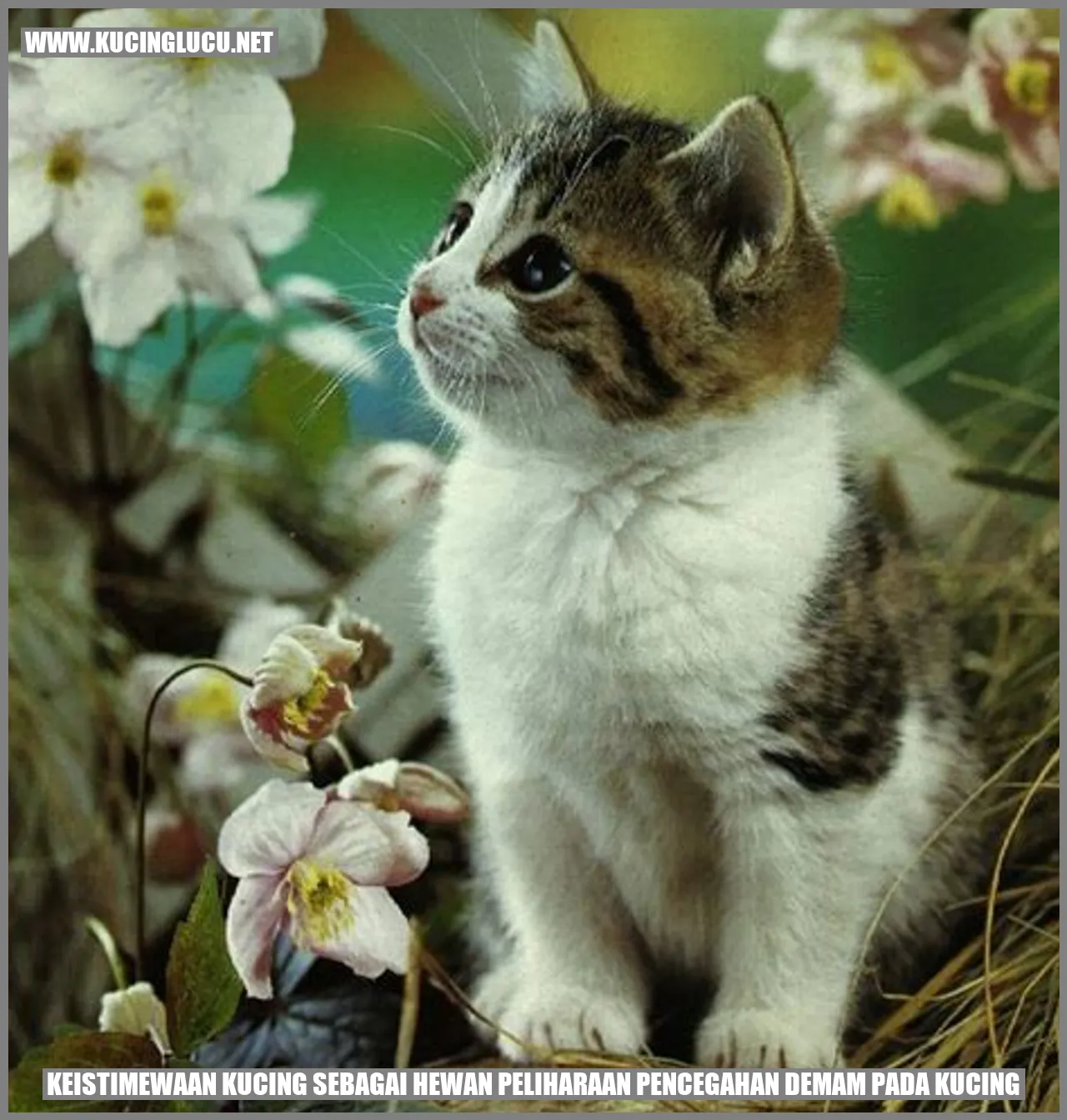Keunikan Kucing