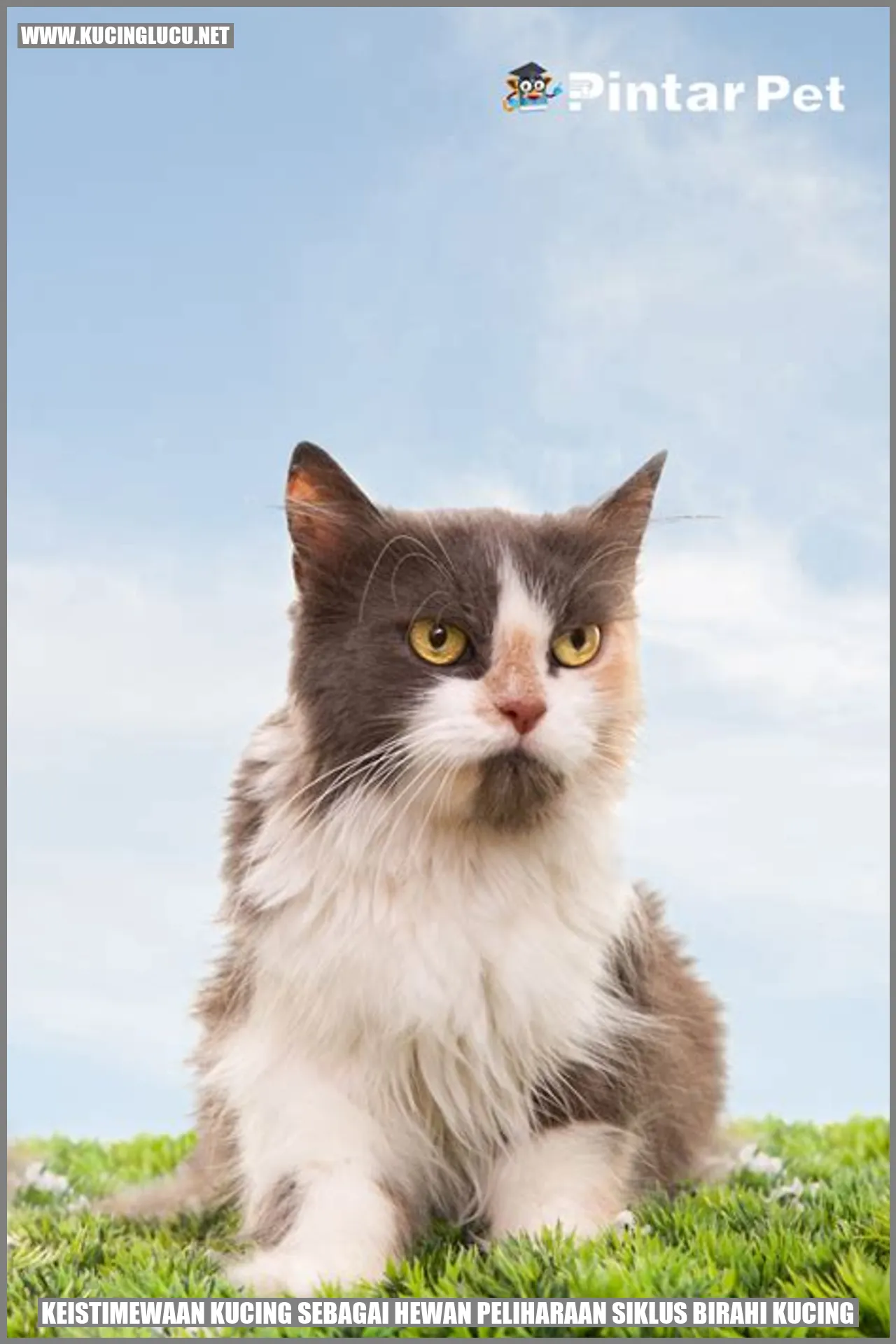 Kucing Menggemaskan