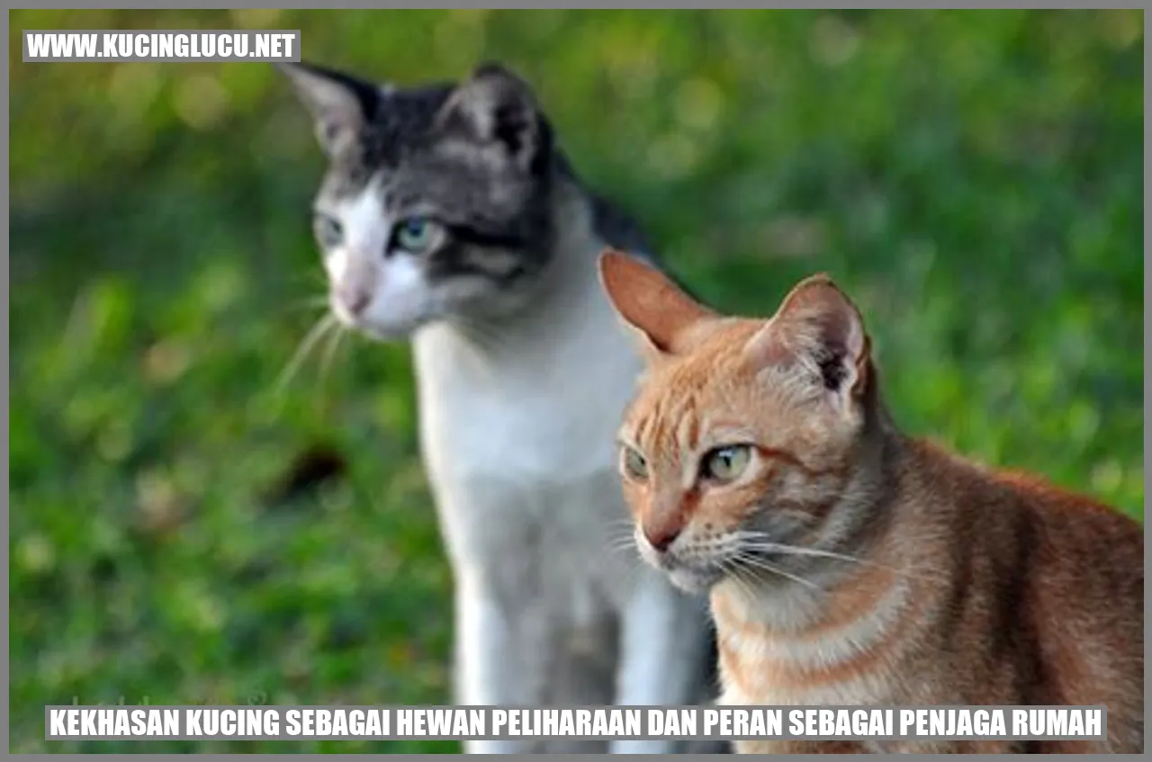 gambar imut kucing