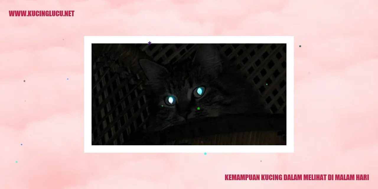 Kucing Malam Hari