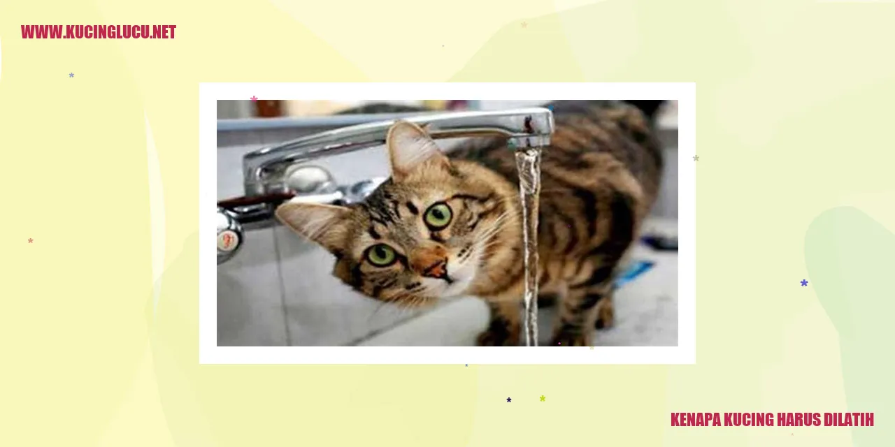 Semangat melatih kucing